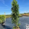 Thuja occidentalis 'Boothii' - Harilik elupuu 'Boothii' C1/1L